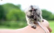 Baby marmoset monkey wanted